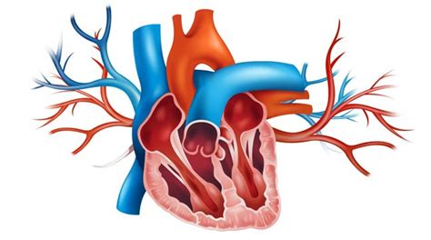 Mitral Valve Stenosis: Causes, Symptoms, and Diagnosis