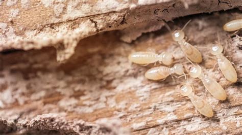 Termites Eating Wood