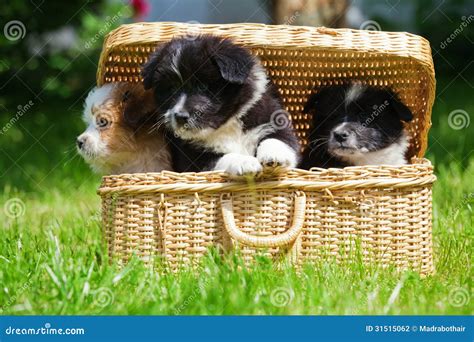 Cute Elo puppies in a case stock photo. Image of lawn - 31515062