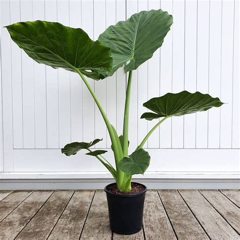 Alocasia Elephant Ears | Lush Green Tropical Plant - plantandpot.nz