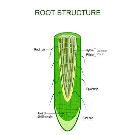 Best Xylem Illustrations, Royalty-Free Vector Graphics & Clip Art - iStock