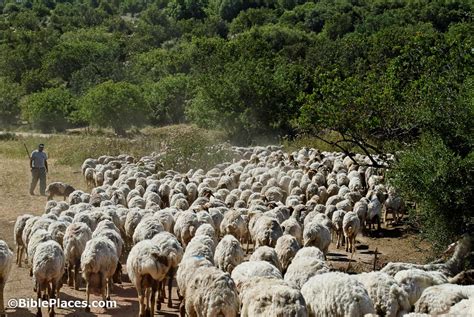 Sheep and Shepherds (BiblePlaces.com)