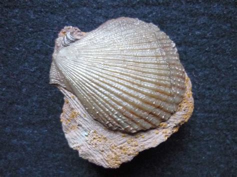 Chlamys textoria (Schlotheim 1820) - Bivalves - The Fossil Forum