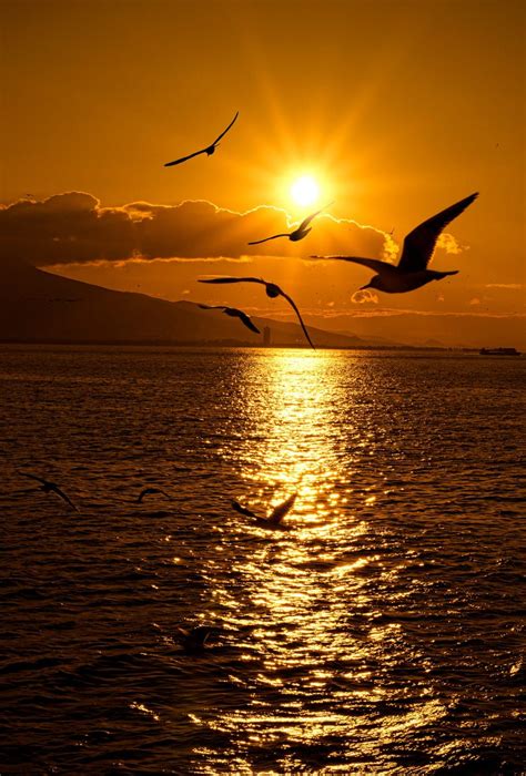 Seagulls-Sunset by Emre KAYA on 500px | Beautiful sunrise, Beautiful sunset, Sunset