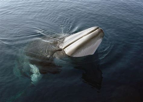 Minke Whale 5 | Flickr Minke Whale, Humpback Whale, Ocean Habitat ...