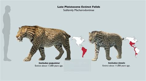 Smilodon | Prehistoric Wiki | Fandom