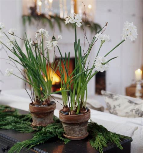 How to Grow Paperwhite Bulbs for Indoor Winter Flowers