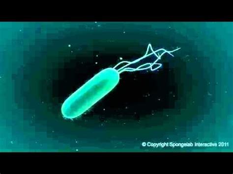 Bacteria con flagelos (animación) - YouTube