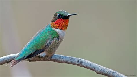 Male ruby-throated hummingbird | A male ruby-throated hummin… | Flickr