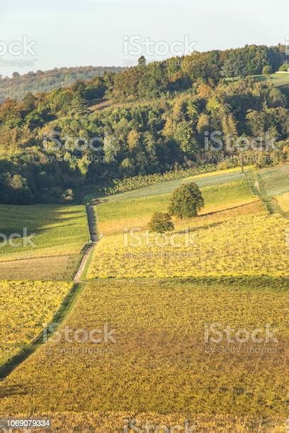 Dorking Vineyard England Stock Photo - Download Image Now - Agricultural Field, Agriculture ...