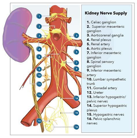 Anatomy, Abdomen and Pelvis, Kidney Nerves Article - StatPearls