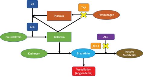 Use of Tranexamic Acid Prevents Intubation in ACE Inhibitor-Induced ...