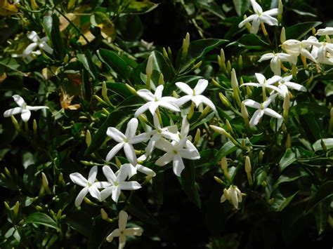 Interesting Jasmine Flower Meaning, Symbolism, and Uses - GrowingVale