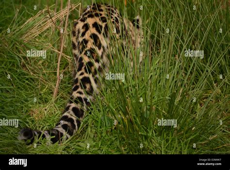 jaguar tail in grass Stock Photo - Alamy