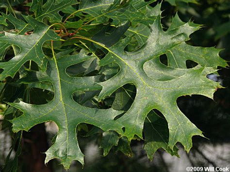 Scarlet Oak (Quercus coccinea) - Great Plains Nursery