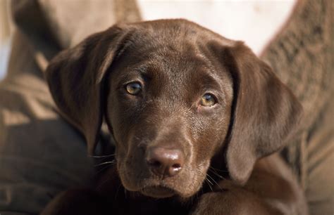 130+ Chocolate Lab Names