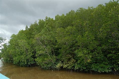 Hutan Bakau | Pohon Bakau | Attayaya Blog