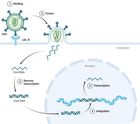 Lentiviruses