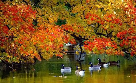 Autumn in Kashmir: Nature in bloom but where are the tourists ...