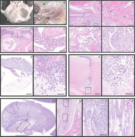 Klebsiella oxytoca-induced lesions. (A,B) Macroscopic examples of K ...