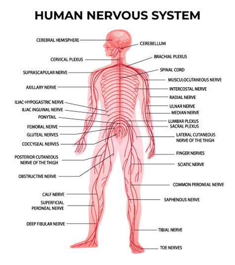 Peripheral Nerve Structure