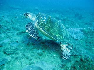 Turtle - a hawksbill I guess | Turtle | Derek Keats | Flickr
