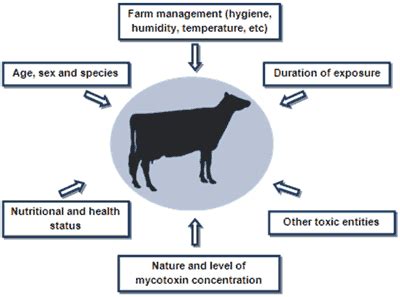 Biomin Mycotoxins - Symptoms | The Beef Site