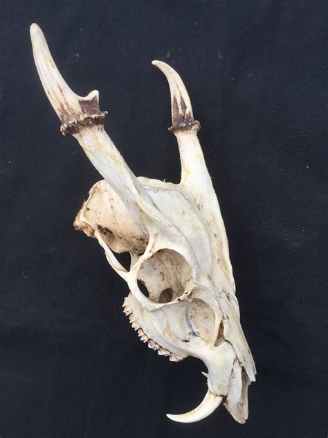 A Rare English Muntjac Deer Skull complete with fighting teeth. by Naturescurios on Etsy Half ...