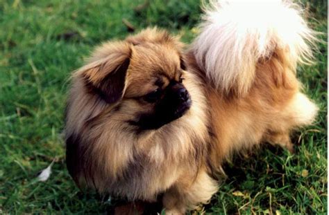 Tibetan Spaniel Breed Guide - Learn about the Tibetan Spaniel.