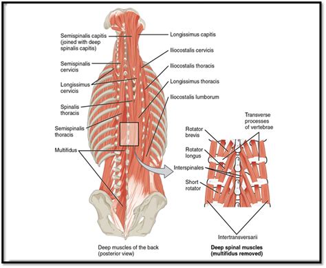 Thoracic Region Anatomy - Anatomical Charts & Posters