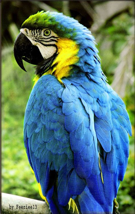 Blue Parrot | Pet birds, Parrot pet, Colorful birds