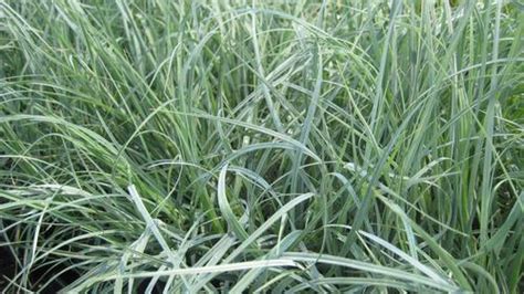 Blue Zinger Carex Carex flacca Blue Zinger from Taylor's Nursery