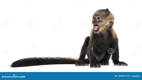 Baby Francois Langur 4 Months Screaming Stock Image - Image of ...