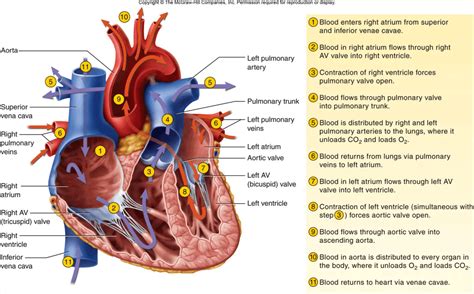 Blood Flow through the Heart - Pathophysiology - NurseStudy.Net