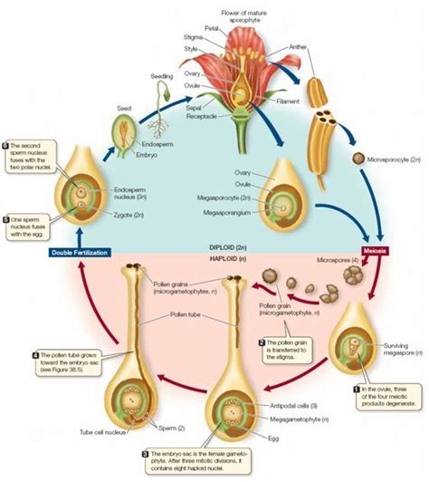 The life cycle of angiosperm | Learn Science at Scitable | Plants and Civilization Notes ...