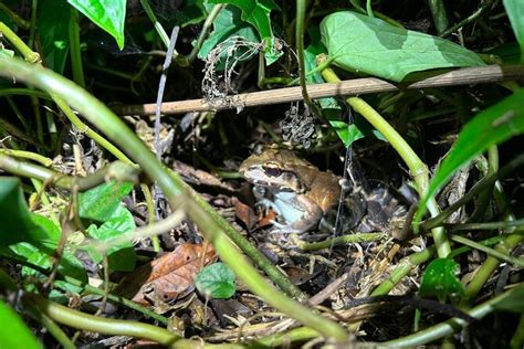 Night Walk Inside The Trails In Tortuguero