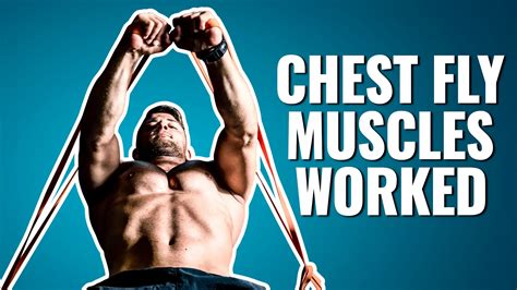 Discover 4 Chest Fly Muscles Worked