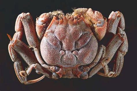 Heikegani crab (Heikeopsis japonica), nicknamed "samurai" crabs, native ...