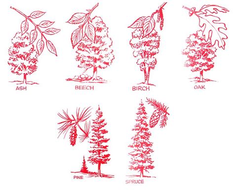 Types of Trees in North America - Copake Camping Resort