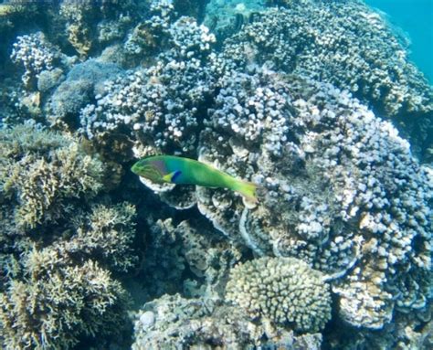 Lord Howe Island: Snorkeling in the Lagoon – Travel2Unlimited