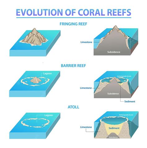 Premium Vector | Coral reef types and development Sequence of Coral Reefs