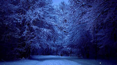 Free No Copyright Winter Snow Night Landscape Ambience Forest Trees ...