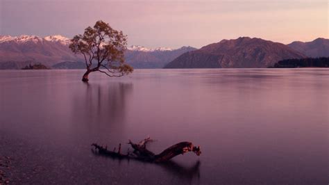 "That Wanaka Tree" Images – Browse 406 Stock Photos, Vectors, and Video | Adobe Stock