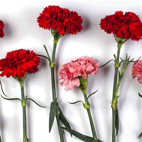 beautiful-carnation-flower-61