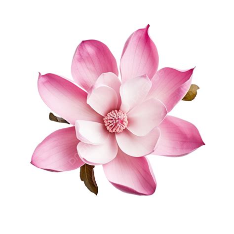 Pink Magnolia Flower, Magnolia, Cut Out, Single Flower PNG Transparent ...