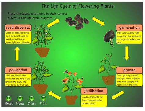 Pollination Learning Station- Life Cycle of Plants - Kaegebein ...