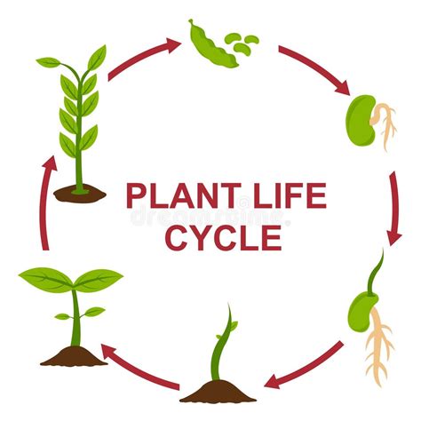 Plant Life Cycle Stock Illustrations – 9,539 Plant Life Cycle Stock ...