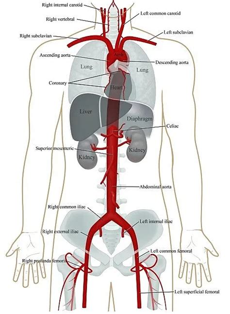 Aorta - Anatomy, Structure, Course, Function