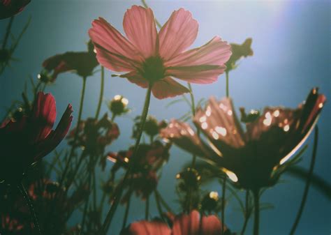 Underwater Flowers | Lili Vieira de Carvalho | Flickr