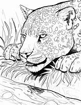Jaguar Kleurplaat Dier  Etsy Nederland Animal coloring sketch template